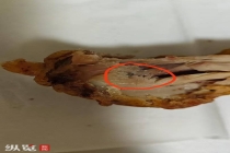 女子一周内连续“碰瓷”炸鸡店 恶意索赔套路深