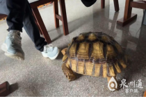 救助站回应村民发现龟中巨无霸 外来物种需谨慎处理