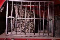 迷路沙漠雪豹已被成功施救 罕见现身引发关注