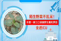 一家3口误把“蒙汗药”植物当菠菜吃 险酿悲剧