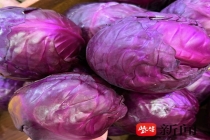 紫甘蓝或成心梗治疗“黑马” 新研究带来希望