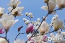 今天北京云量增多有阵雨 明天阳光在线暖意足需注意防风 春雨降临京城