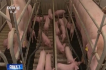 猪肉价格进入过度下跌一级预警区间 供需失衡探底