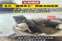 公司欠债倒闭 5只猫咪员工被法拍 公司福利变拍卖品