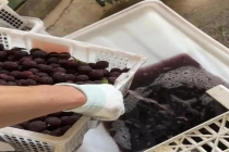 媒体：堵住食品安全过程漏洞 监管需覆盖全链条