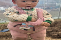 1岁半萌娃捡鸡蛋边捡边掉萌翻众人