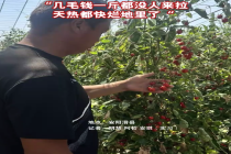 上万斤圣女果滞销农户急寻销路 天气太热要烂地里