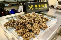 海关查获女子裤缝藏26只活龟 濒危赫尔曼陆龟