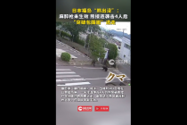 日本福岛熊伤人后开窗逃逸 麻醉无效狂暴逃窜