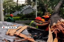 雨天突发险情！大树倒伏砸中轿车消防11人紧急救援