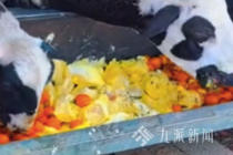 农户回应用榴莲喂羊称能去膻：主营水果零售，破损死包的榴莲从不售卖，全都喂羊