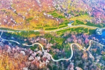 漫山花开绘就最美春日画卷 桐柏山野樱盛放