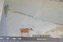 小黄牛向消防站哞哞叫求帮助 为救同伴搬救兵