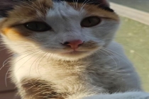 福建一中学生被指捅死校园流浪猫，教育局已介入处理