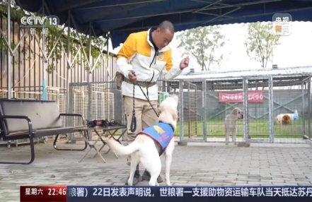 
                    爆火出圈的导盲犬“么么”是如何训练的？
               