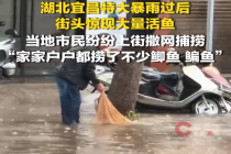 湖北宜昌暴雨过后街头惊现大量活鱼 市民雨后上街撒网捞鱼吃不完腌咸鱼