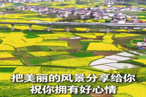 高铁驶过油菜花田宛如驶入油画 美好又治愈！