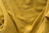 提醒！最近少穿这三种衣服出门 防蓟马叮咬