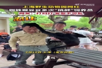 蜘蛛猴与饲养员互薅头发走红 搞笑互动逗乐网友