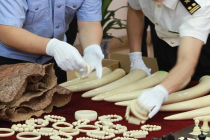 海关查获进境电动车夹藏象皮 走私野生动物制品被截获