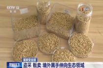 盗采 贩卖！境外黑手伸向生态领域 威胁国家生态安全根基