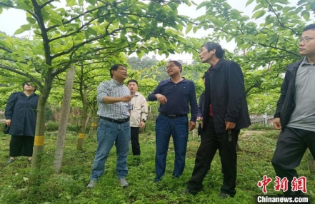 
                    教授梨农千里结缘 多方联合攻关护航梨产业发展
               