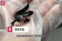 小学生校门口买小火龙后中毒 玩耍致毒需警惕