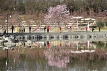 北京樱花瀑布要来了 粉色溪流贯穿南北