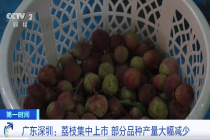 荔枝减产近四成，个别品种减产超8成？