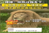 广州热到非洲狮都顶不住 高温刷新认知