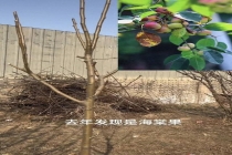 女儿吐槽父亲网购车厘子树却结苹果 网购果树需谨慎