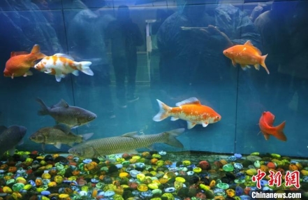 
                    （高质量发展调研行）种业创新科技助力 让百姓餐桌更丰富更美味
               