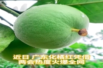 化橘红爆火后商家日销量翻5倍  成为新晋国民好物