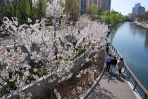 北京有条春天的河 花开映河岸