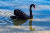 威海职业学院通海湖喜提“鹅宝宝” 新生命萌动校园