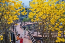 早春的花为什么是黄色的？植物的生存智慧