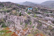 6万亩杏花有多震撼 绘就乡村振兴“杏”福长卷