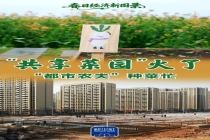 共享菜园火了 都市农夫种菜忙 亲子体验田园乐趣