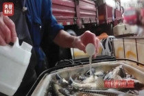 商家称用麻药后运鱼更方便 休眠活鱼引发安全担忧