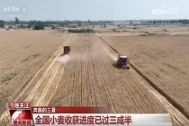当前中国夏粮收获进度超三成 全国麦收加速进行