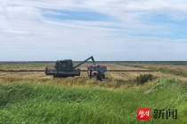 听见海潮的麦田：我国盐碱地晚播小麦亩产新纪录在江苏盐城诞生