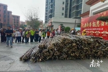 广东清远爱心企业单位驰援英德蔗农 众人拾柴助农解困