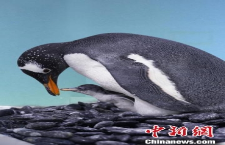 
                    广州4只南极企鹅宝宝迎来满月
               