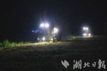 外地农机手帮襄阳农户收割小麦 助力夏粮抢收工作